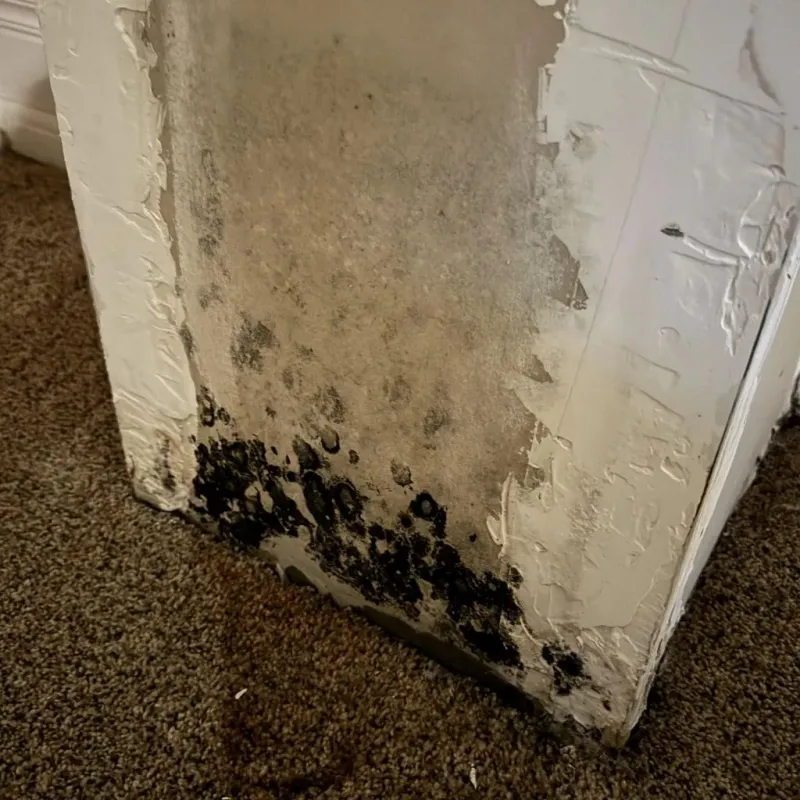 Professional Mold Removal in Metcalfe, MS
